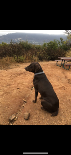 Lost Male Dog last seen North of Foothill, La Cañada Flintridge, CA 91011