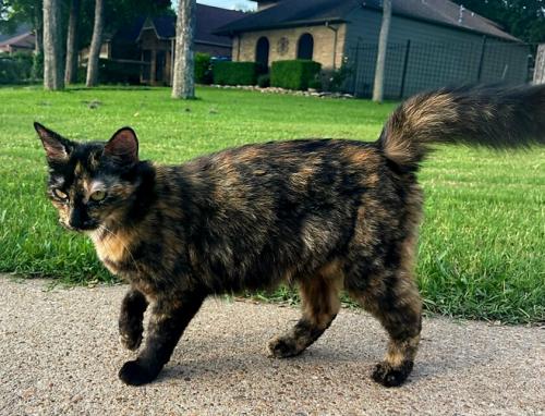 Found/Stray Female Cat last seen Mosa Creek Ct. and Allendale Rd., Houston, TX 77017