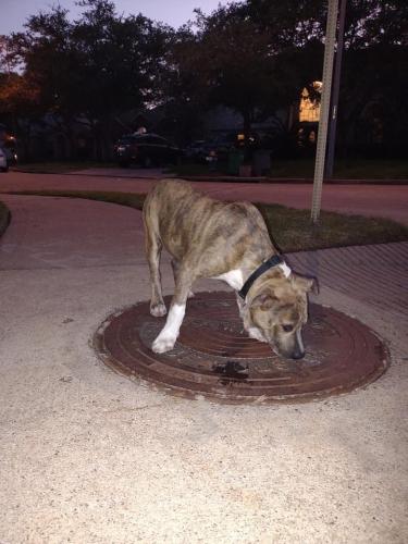 Found/Stray Male Dog last seen Fry Rd and Lariat Canyon Dr, Harris County, TX 77450