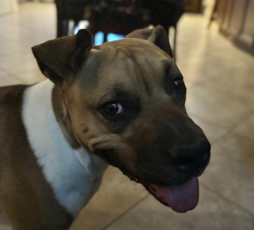 Lost Female Dog last seen Lone Mountain and Fort Apache, Las Vegas, NV 89149