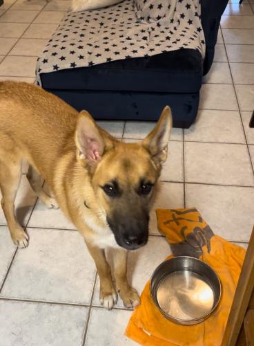Lost Male Dog last seen Schertz parkway, Schertz, TX 78154