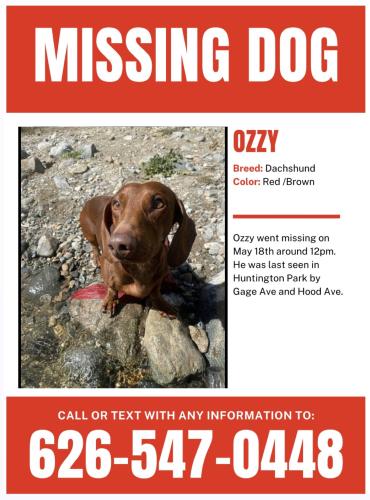 Lost Male Dog last seen Hood Ave , Huntington Park, CA 90255