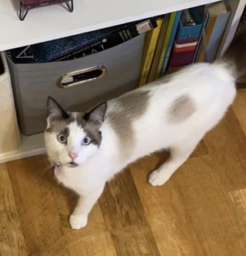 Lost Male Cat last seen 16th and Jackson, Amarillo, TX 79102