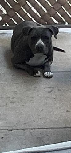 Found/Stray Unknown Dog last seen Edgemont Dr and Dumbarton St, San Bernardino, CA, NE - Sterling, CA 92404