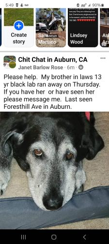 Lost Female Dog last seen Lincoln way , Auburn, CA 95603