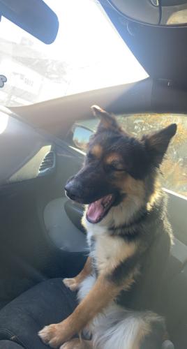Lost Female Dog last seen South 1st and FM 1626, Austin, TX 78748