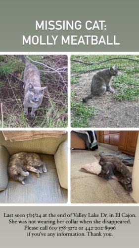 Lost Female Cat last seen End of Valley Lake Dr. by the fireroad, El Cajon, CA 92020