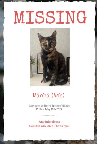 Lost Female Cat last seen Woodman Avenue, Los Angeles, CA 91405