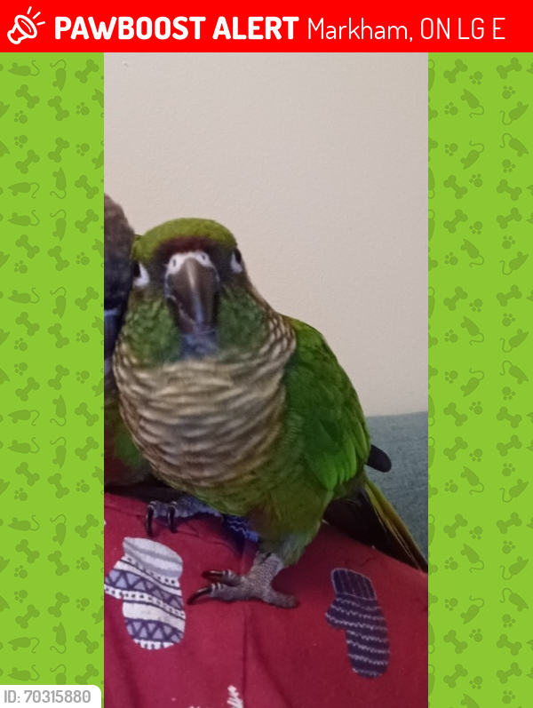 Lost Female Bird last seen Hwy 7 and South Town Centre Blvd, Markham, ON L6G 0E8