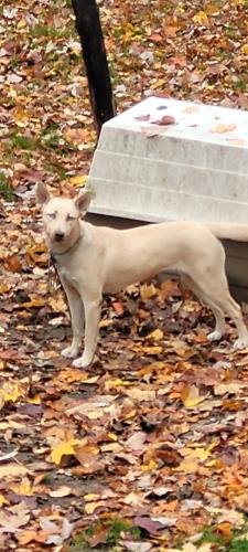 Lost Female Dog last seen Seven Paths Rd, Louisburg  27549, Seven Paths Rd, NC 27508