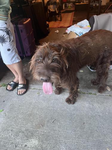 Found/Stray Male Dog last seen Karm way , Foothill Farms, CA 95842