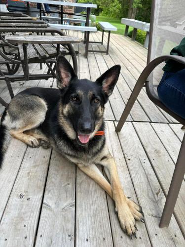 Lost Female Dog last seen Washington st and 300 N , Danville, IN 46122