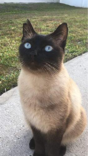 Lost Male Cat last seen War admiral dr, Wesley Chapel, FL 33544