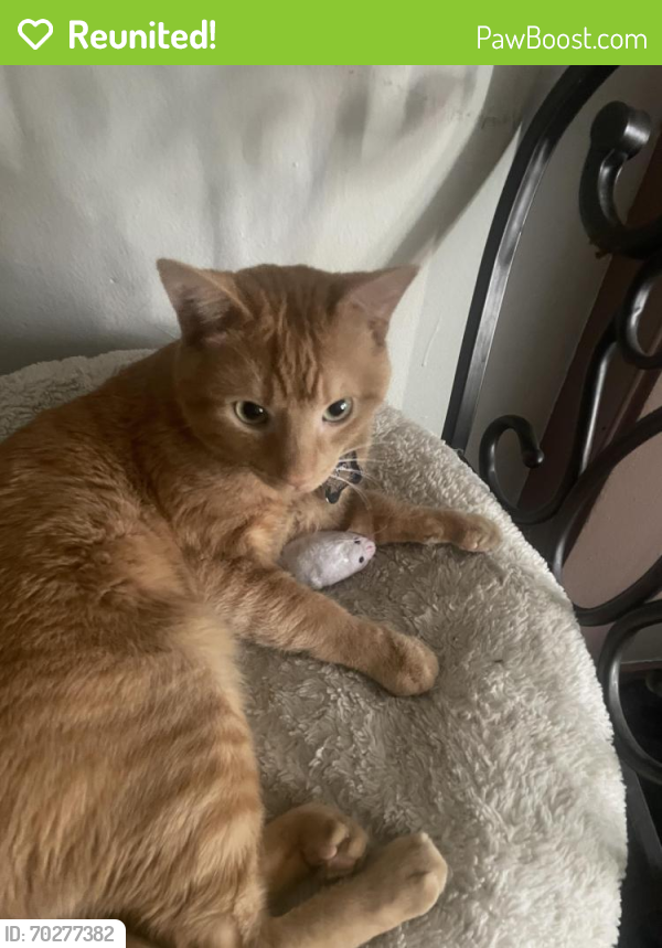 Reunited Male Cat last seen Menard and Division , Chicago, IL 60651