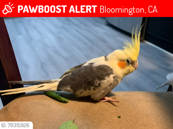 Lost Male Bird last seen Marygold and linden, Bloomington, CA 92316