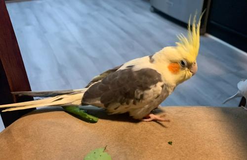Lost Female Bird last seen Marygold and linden, Bloomington, CA 92316