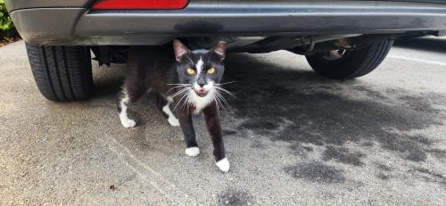 Found/Stray Female Cat last seen Near and Sunrise Blvd, Lauderhill, FL 33313