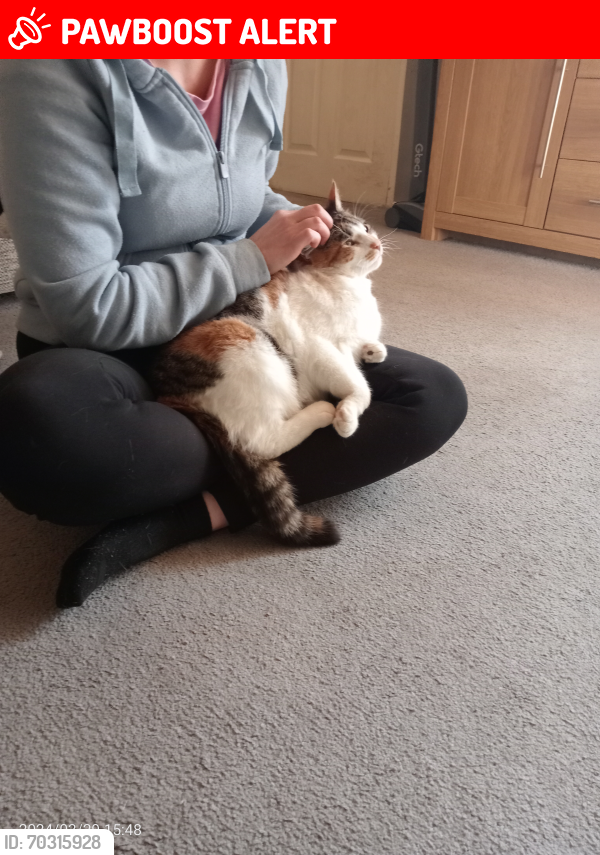 Lost Female Cat last seen Ladysmith road, North East Lincolnshire, England DN32