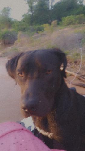 Lost Male Dog last seen Tulsa, Tulsa, OK 74120