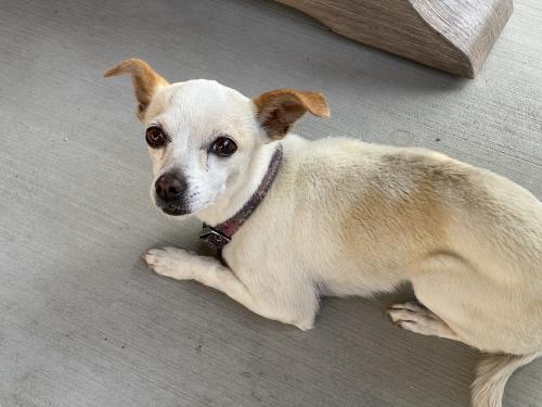 Lost Female Dog last seen Marine Ave and Van Ness Ave. in Gardena , Gardena, CA 90249