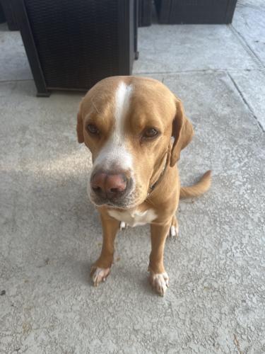 Lost Male Dog last seen S cedar and walnut, Orange City, FL 32763