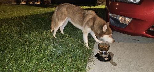 Found/Stray Unknown Dog last seen High Island Way and Werrington Way, Houston, TX 77073