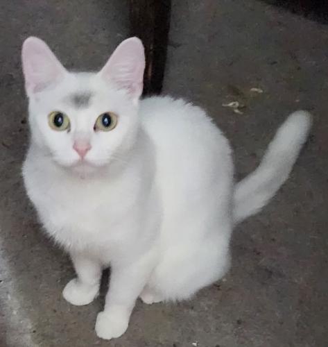 Lost Female Cat last seen Saigon Drive, Paris Blvd , Westerville, OH 43081