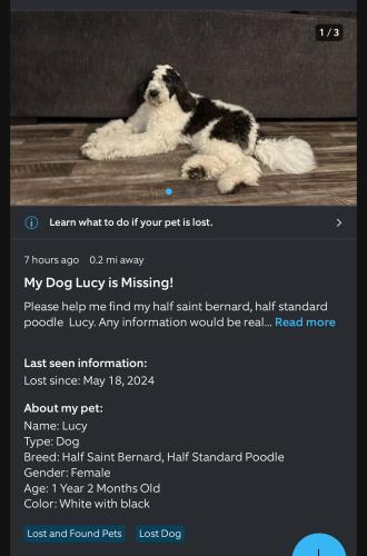 Lost Female Dog last seen Dianeshire , Spring, TX 77388
