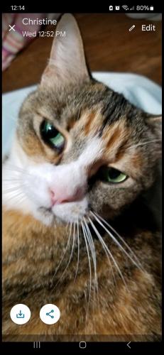 Lost Female Cat last seen East Lee st. and Youngs Mill rd., Greensboro, NC 27406