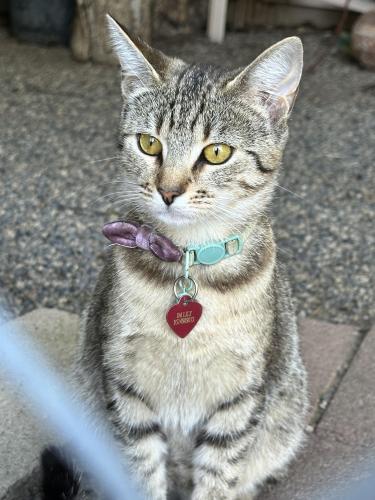 Lost Female Cat last seen Near darby street, Wildomar, CA 92595