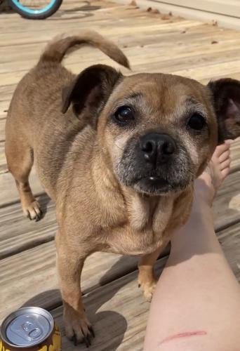 Lost Female Dog last seen Davis rd and condor dr, Shelby, NC 28152