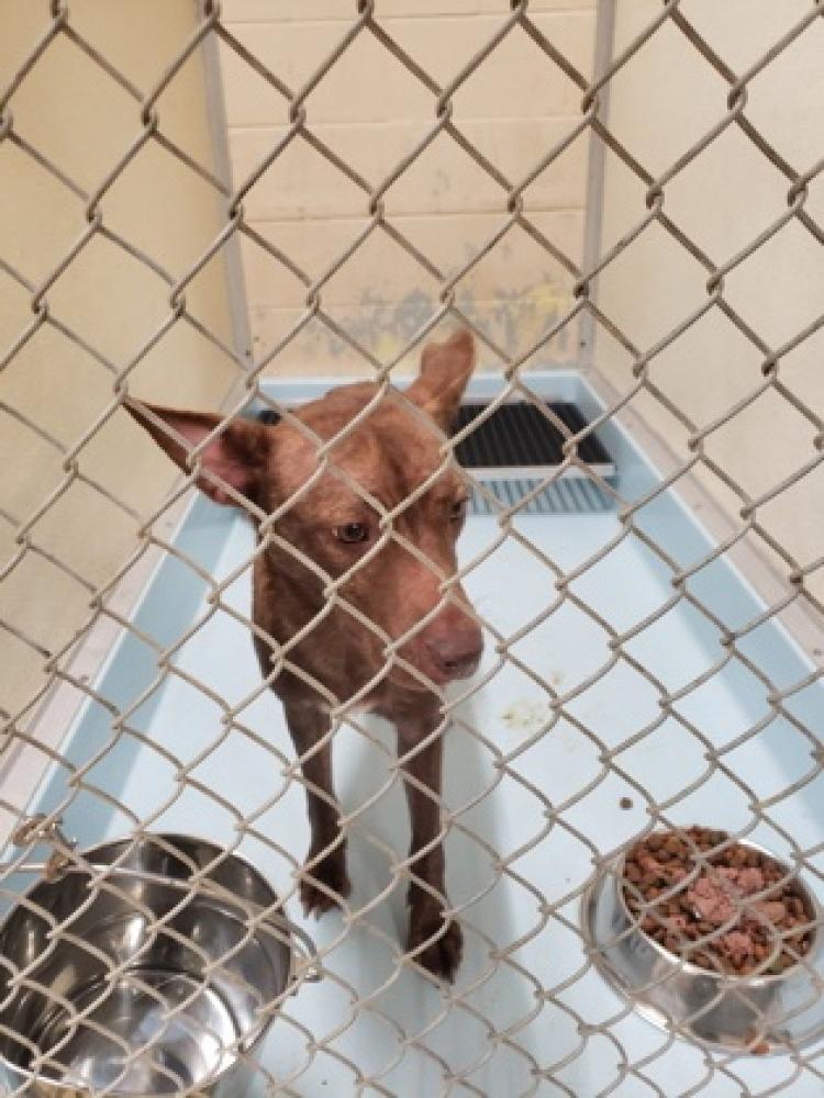 Shelter Stray Female Dog last seen Cincinnati, OH 45215, Cincinnati, OH 45223