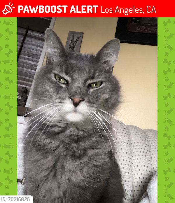 Los Angeles, CA Lost Male Cat, Ricky, Ricardo Is Missing | PawBoost