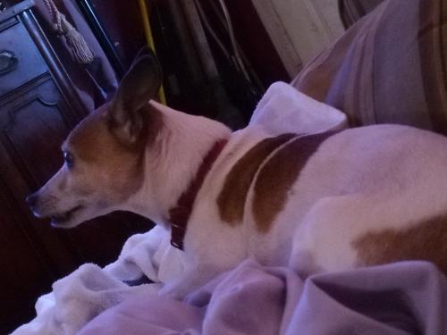 Lost Male Dog last seen Inbetween CVS Pharmacy and McDonald's , Southaven, MS 38671