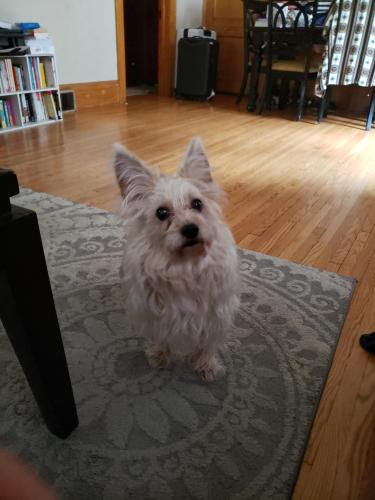 Lost Male Dog last seen Near way stop at Charleston and Annapolis , Saint Paul, MN 55118