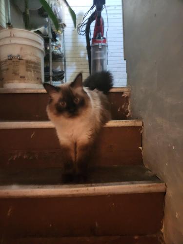 Lost Male Cat last seen Between 33rd and Bloomington ave s, Minneapolis, MN 55407