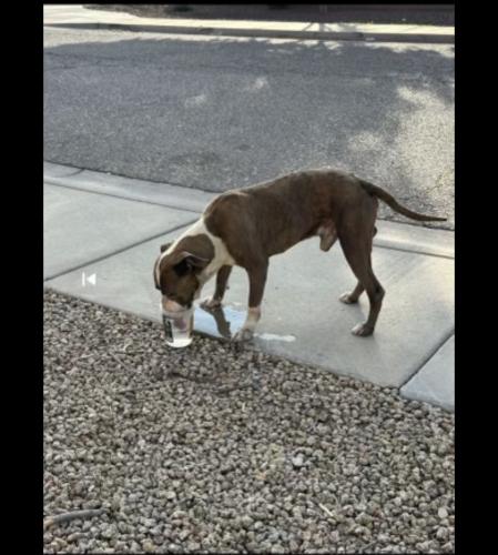 Lost Male Dog last seen Near W Hilton Ave Phoenix, AZ  85043 United States, Phoenix, AZ 85043