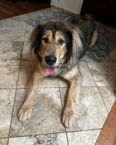 Lost Female Dog last seen 162nd near Rite Aid, Vancouver, WA 98684