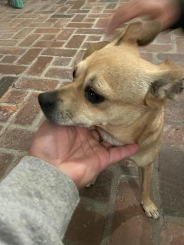 Found/Stray Female Dog last seen Suva and Foster Bridge, Downey, CA 90240