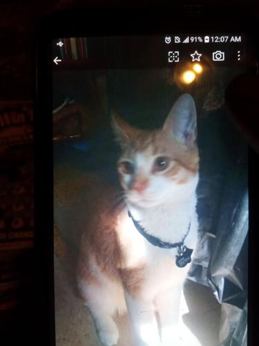 Lost Male Cat last seen Near North York street and highland street, Paterson, NJ 07524