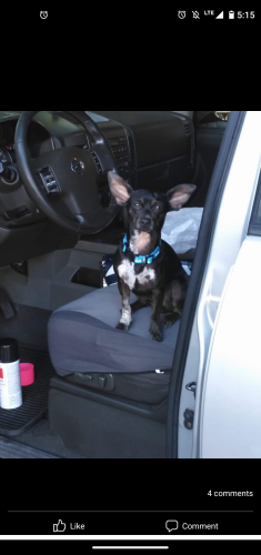 Lost Male Dog last seen Eastern Ave and Fremont , Las Vegas, NV 89104