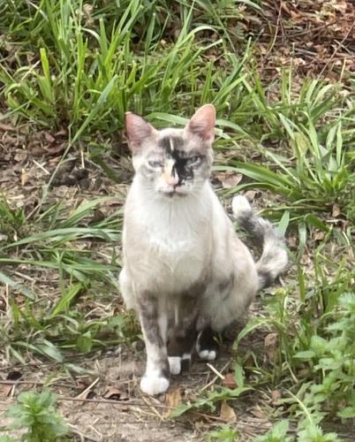 Lost Female Cat last seen near southwestern college, Chula Vista, CA 91913