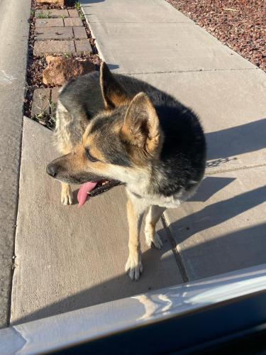 Lost Male Dog last seen Tierra Karla, El Paso, TX 79938