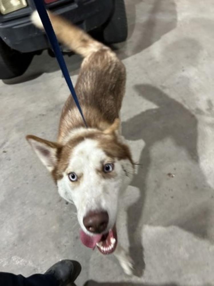 Shelter Stray Female Dog last seen ,  , Fort Worth, TX 76119