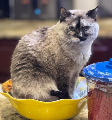 Lost Female Cat last seen Grand Canyon and Katie Ave, Spring Valley, NV 89147