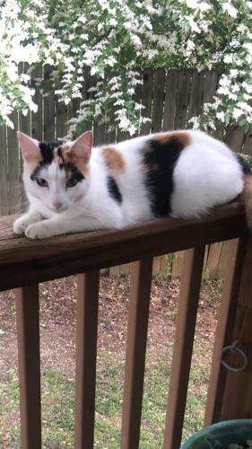Lost Female Cat last seen Stonegate Community near Lismore & Bishop, Murfreesboro, TN 37127