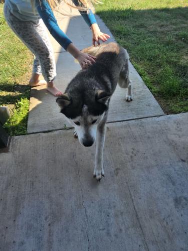 Found/Stray Male Dog last seen Lynn Way, Waxahachie, TX 75165
