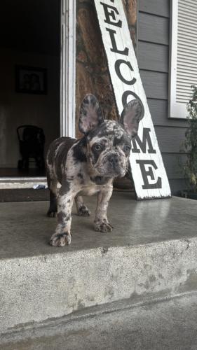 Lost Male Dog last seen Cedar & McKinley , Fresno, CA 93703