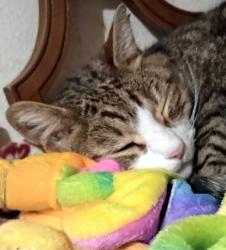 Reunited Male Cat last seen Mclay, Salem, OR 97317
