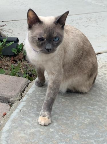 Lost Female Cat last seen Royal Place, Bonita, CA 91902